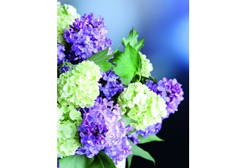 Dynachem Freshen